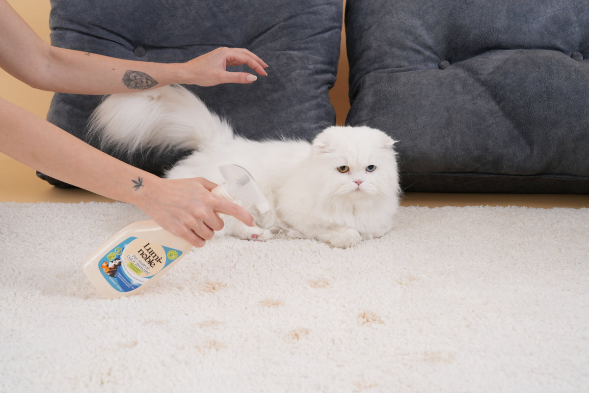 Pet parent spraying Lumi-noble enzymatic stain and odor remover on a carpet next to a white cat