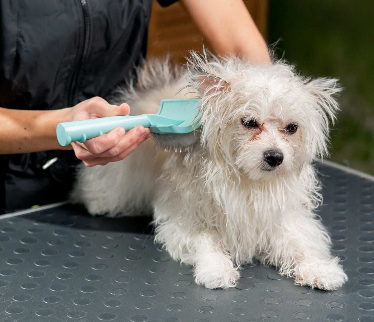 Small white puppy with a freshly washed coat being gently brushed after a bath