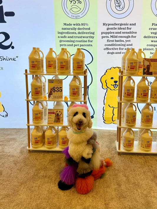 Creative groomed poodle posing in front of the Lumi-noble booth at Groom Expo West