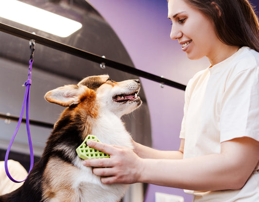 Groomer brushing a corgi's coat on a grooming table