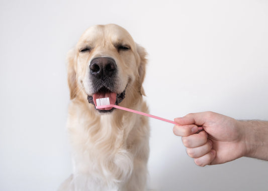 The Importance of Dental Care for Pets