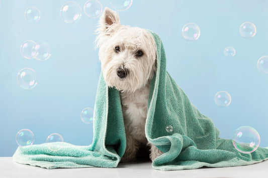 How Often Should You Bathe Your Pet?