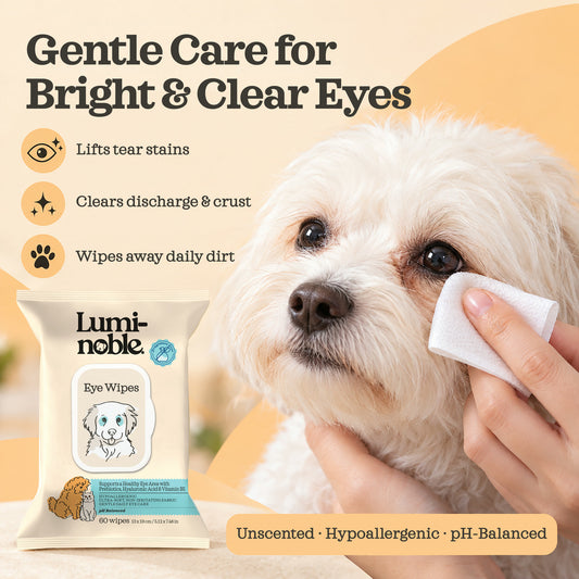 Maltese having tear stains gently wiped with a Lumi-noble Eye Wipe